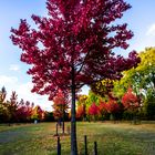 Red Tree