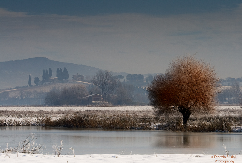 Red Tree