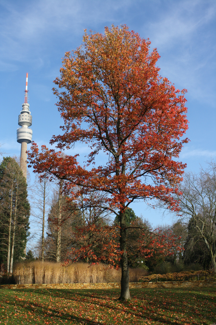 Red Tree