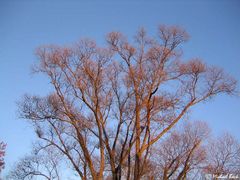 red tree