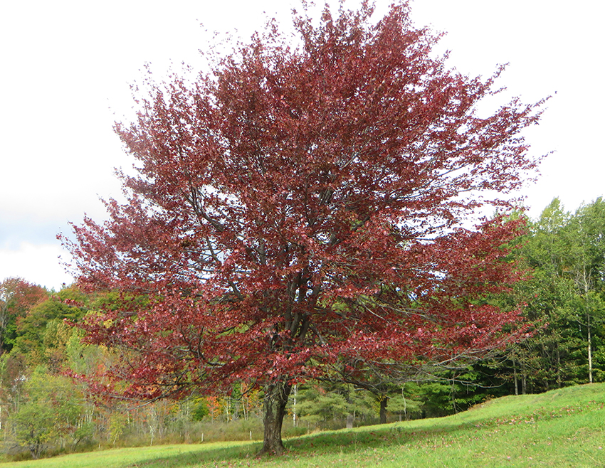 red tree