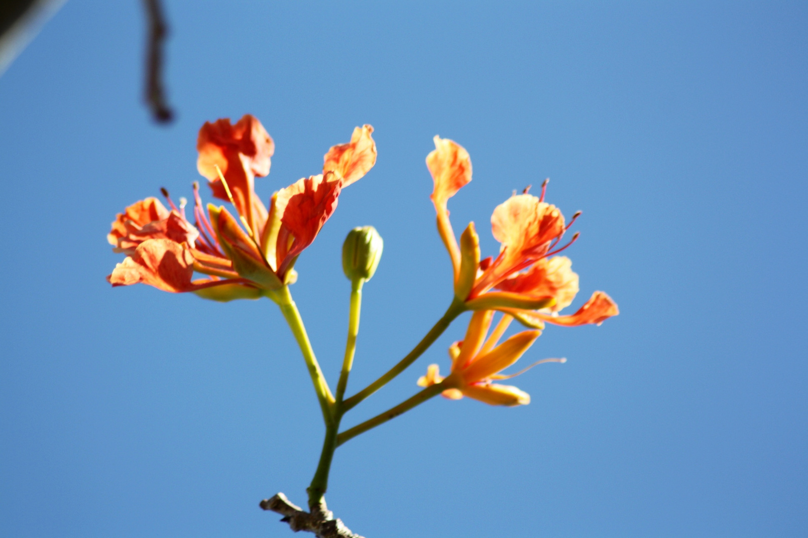 red tree flower