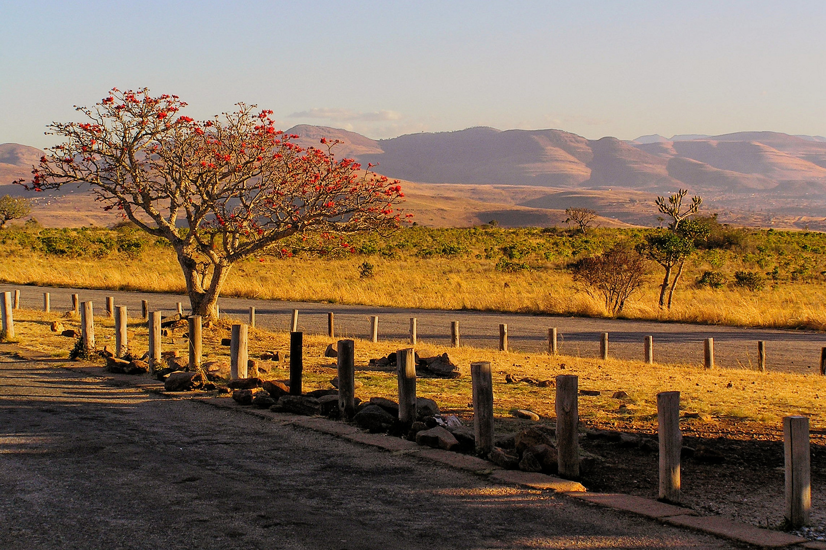 Red Tree SA