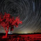 Red Tree Star travic