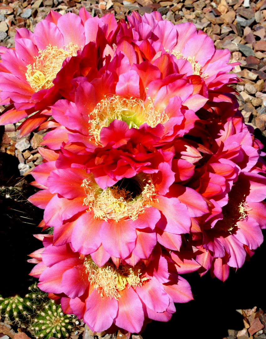 Red Trichocereus