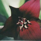 Red Trillium