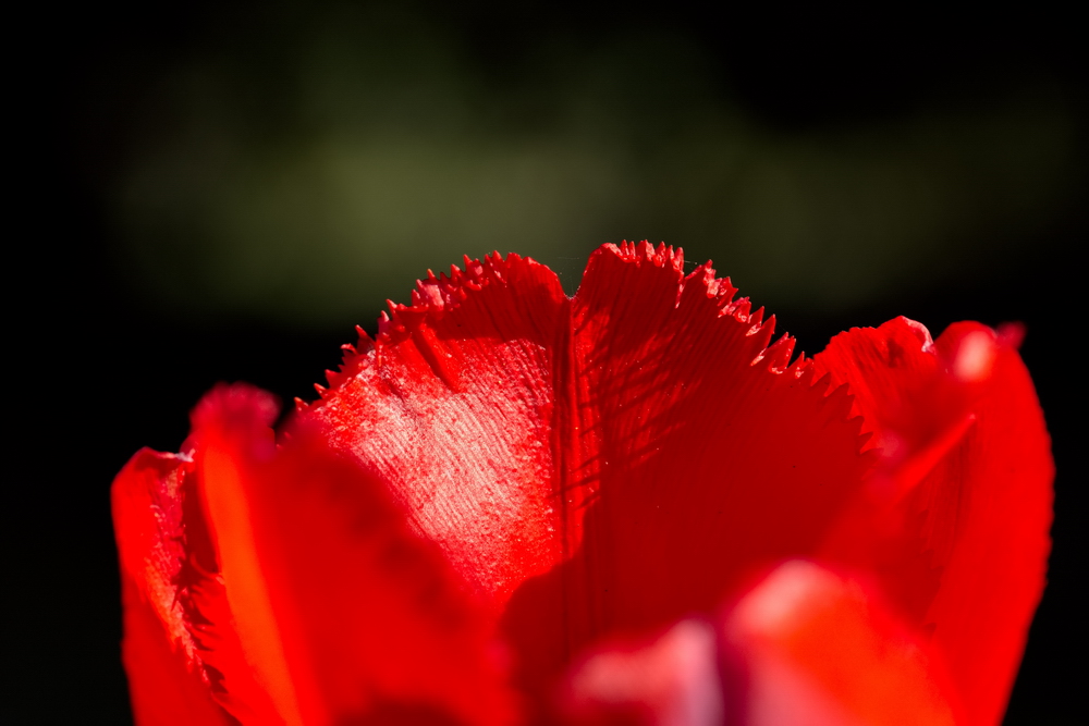 Red tulip