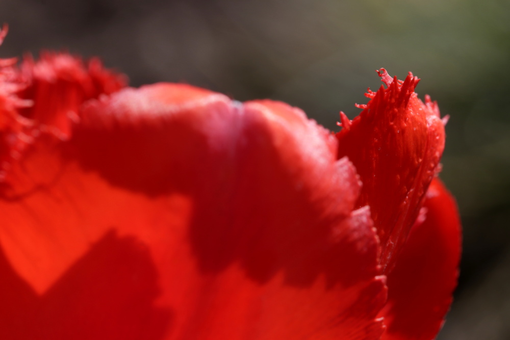 Red tulip