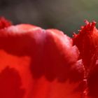 Red tulip