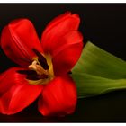 Red tulip