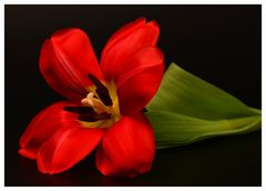 Red tulip