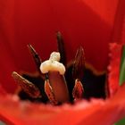 Red tulip