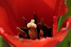 Red tulip