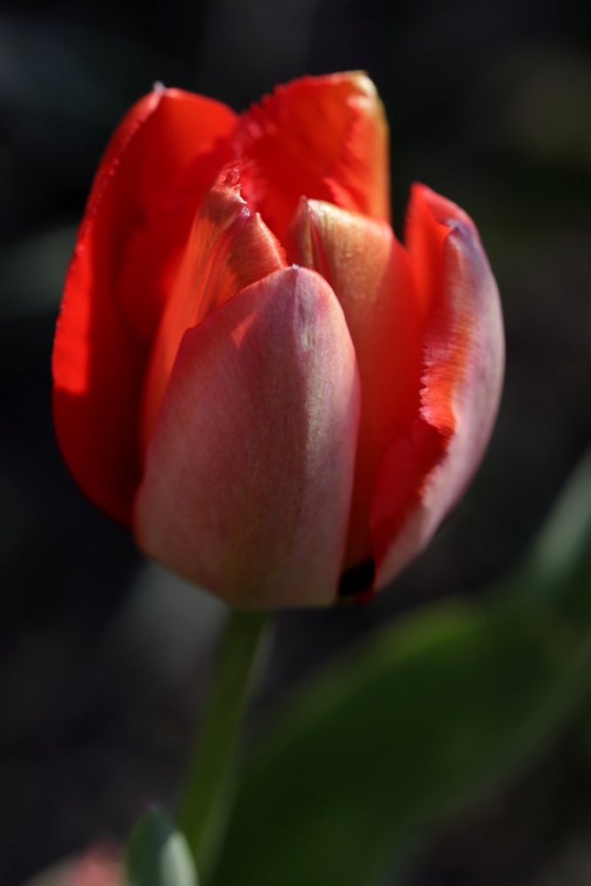 Red tulip