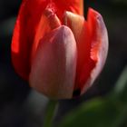 Red tulip