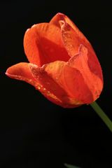 Red tulip