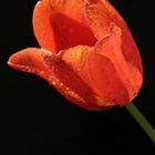 Red tulip