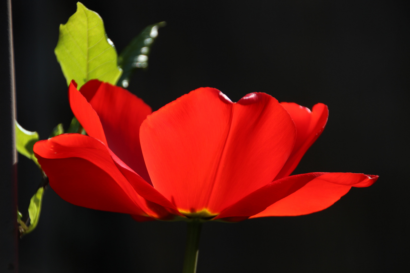 Red Tulip