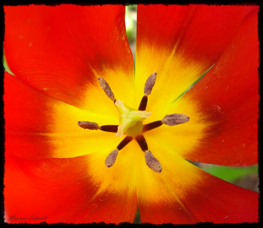 Red Tulip