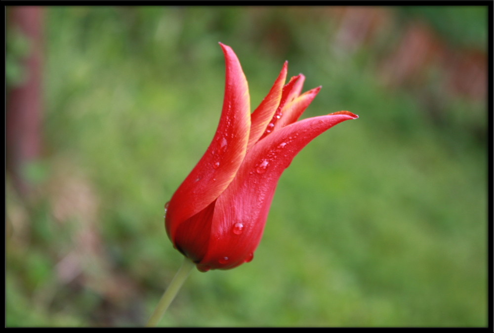 Red tulip