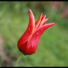 Red tulip