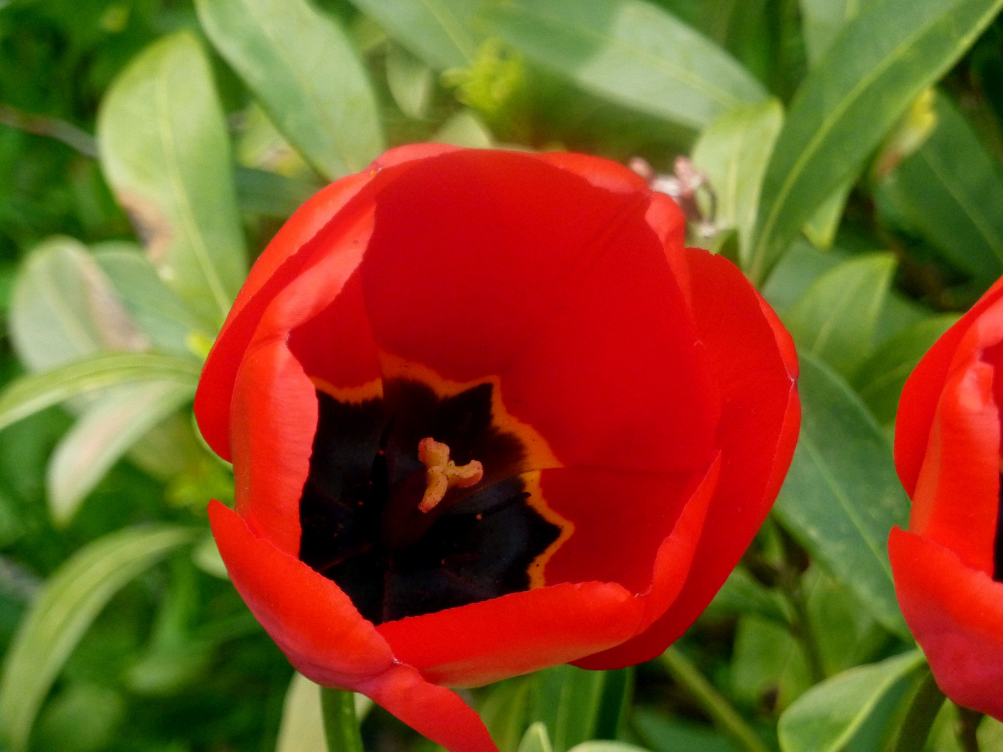 red tulip