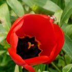 red tulip