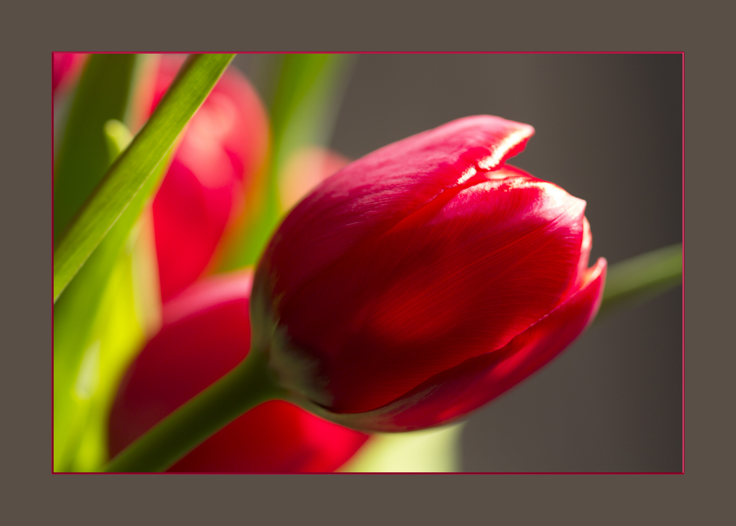 Red Tulip