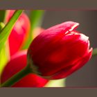 Red Tulip