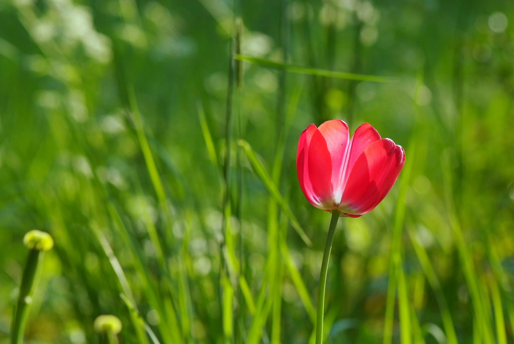 Red Tulip