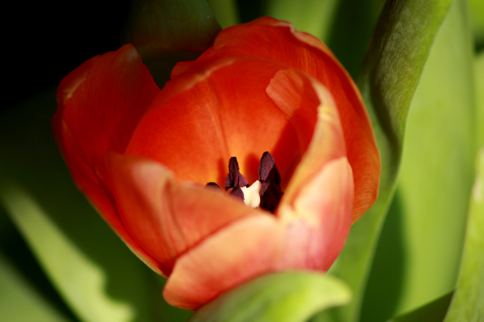 Red Tulip