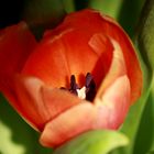 Red Tulip