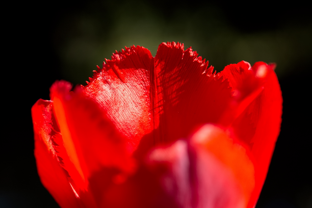 Red tulip