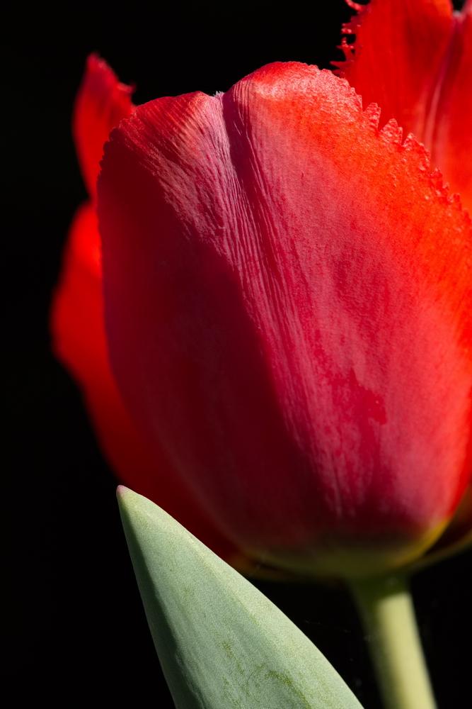 Red tulip