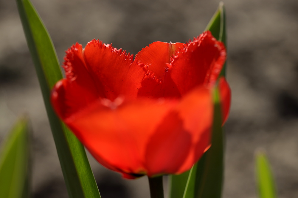 Red Tulip