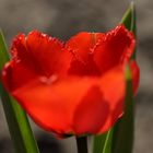 Red Tulip