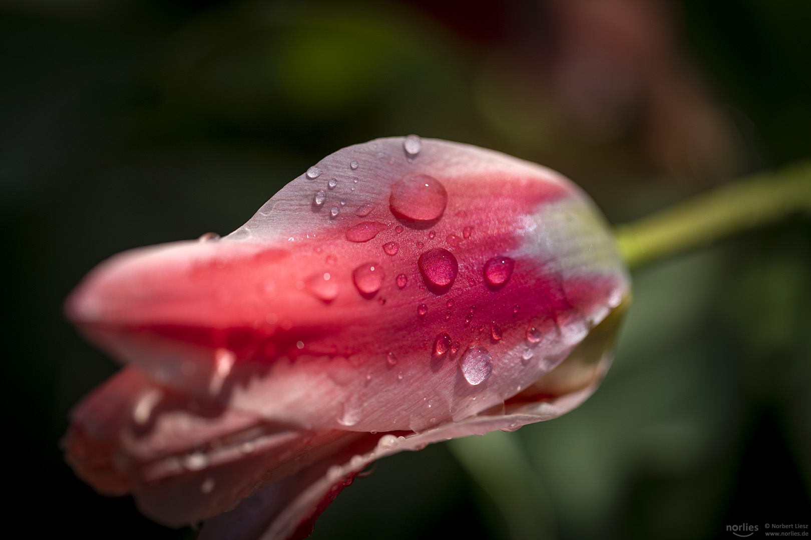 red tulip