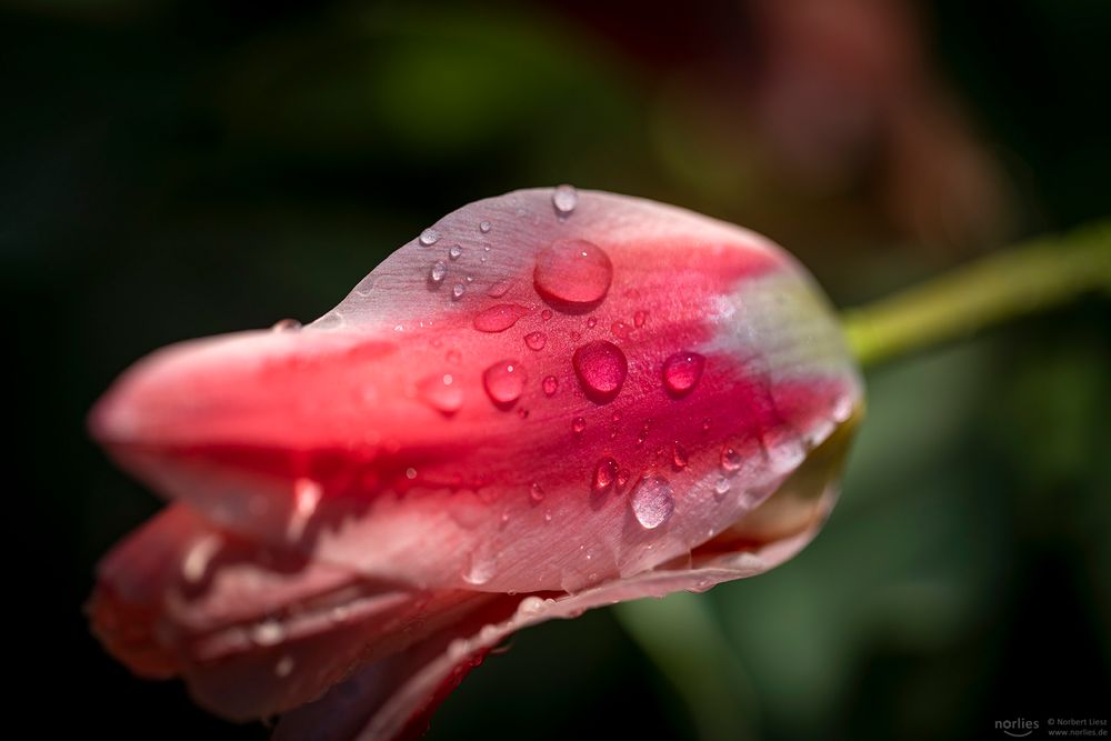 red tulip