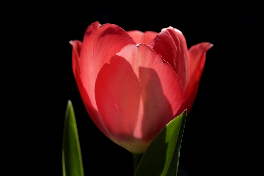 Red tulip