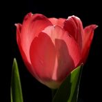 Red tulip