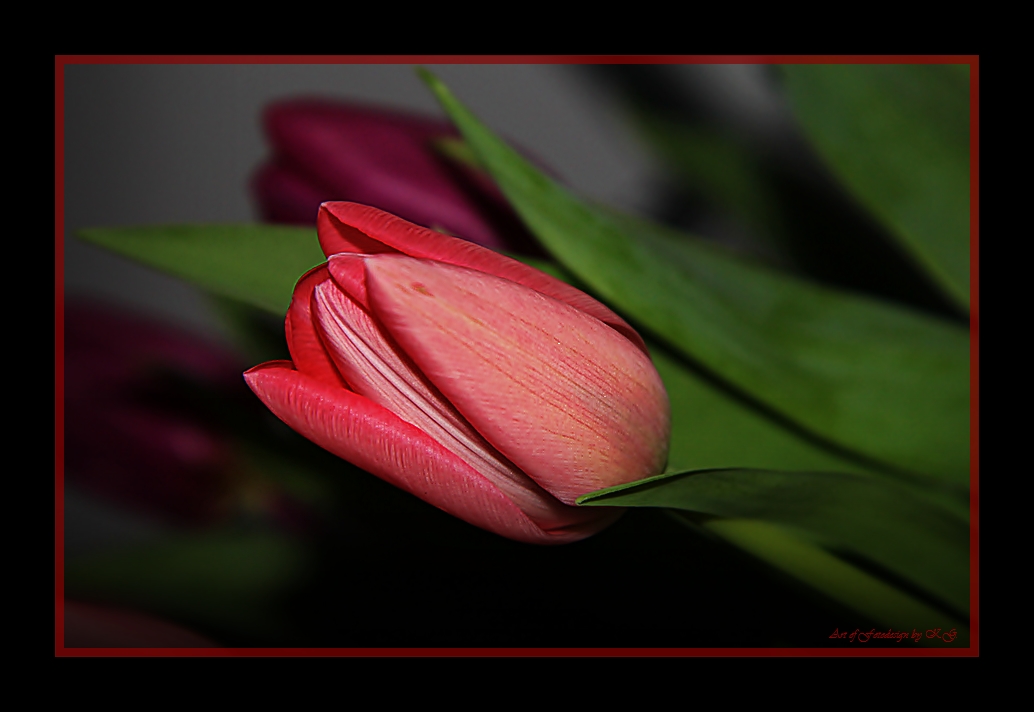 red tulip