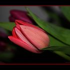 red tulip