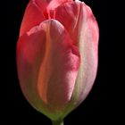 Red tulip