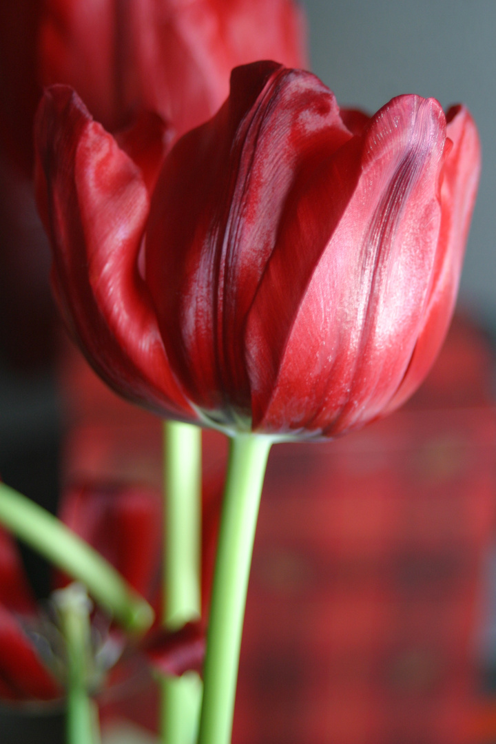 Red Tulip