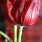 Red Tulip