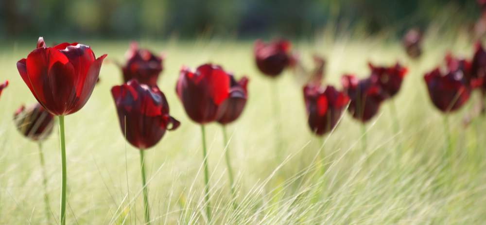 Red Tulip