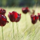 Red Tulip