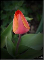 Red Tulip