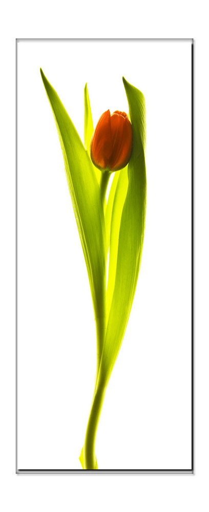 Red Tulip