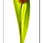 Red Tulip